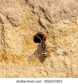 A Painted Nomad Bee (Nomada Fucata) Seen Loitering Close To Nesting Burrows Of Yellow-legged Mining Bees (Andrena Flavipes)