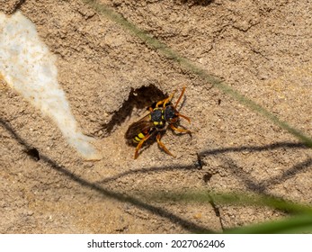 A Painted Nomad Bee (Nomada Fucata) Seen Loitering Close To Nesting Burrows Of Yellow-legged Mining Bees (Andrena Flavipes)