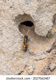 A Painted Nomad Bee (Nomada Fucata) Seen Loitering Close To Nesting Burrows Of Yellow-legged Mining Bees (Andrena Flavipes)