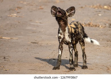 Painted Pup Howl