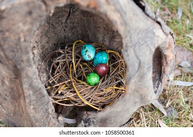 Painted Quail Eggs In A Nest In A Hollow Tree. Selective Focus.