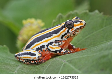 Painted Reed Frog