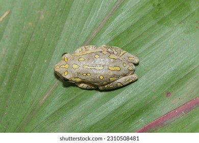 Painted reed frog, or marbled reed frog (Hyperolius marmoratus) sitting on a leaf 