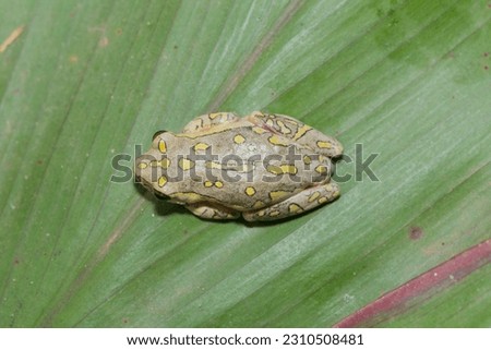 Painted reed frog, or marbled reed frog (Hyperolius marmoratus) sitting on a leaf 