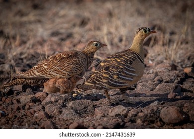 A Painted Sandgrouse Family Foraging