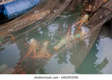 Painted spiny lobster (Panulirus versicolor) in the floating losbter basket farm - Shutterstock ID 1402592930