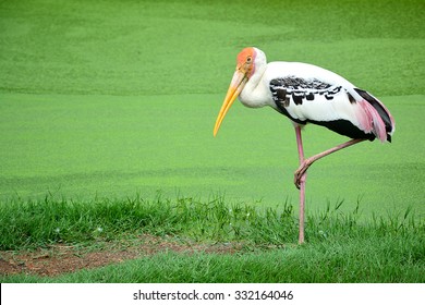 Painted Stork.