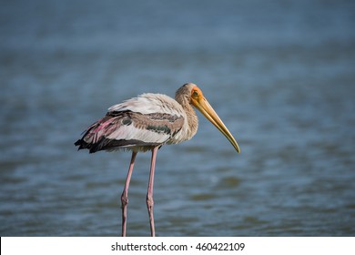 Painted Stork