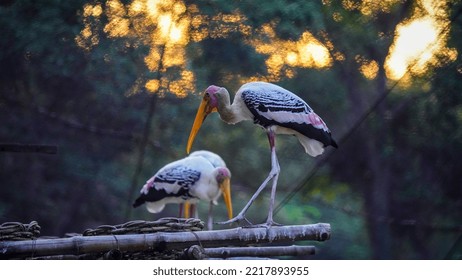 Painted Stork Bird (Mycteria Leucocephala)