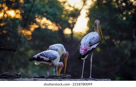 Painted Stork Bird (Mycteria Leucocephala)