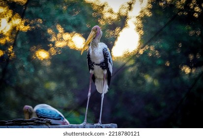 Painted Stork Bird (Mycteria Leucocephala)