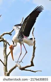 Painted Stork is eating the fish  - Shutterstock ID 2176630855