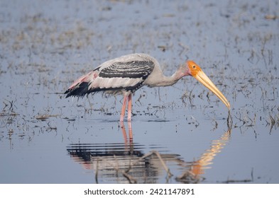painted stork feeding at the lakeside keoladeo national park