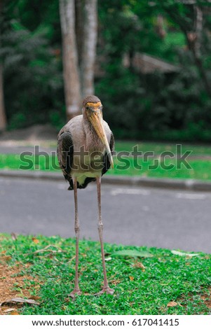 Similar – Foto Bild Lustiges Porträt einer Gans, die auf die Kamera vor der Kamera schaut.