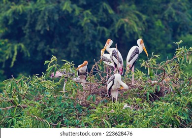 Painted Stork Or Mycteria Leucocephala