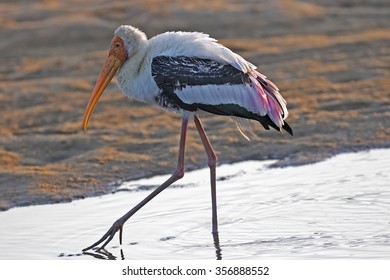 Painted Stork (Mycteria Leucocephala)