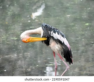 Painted stork (Mycteria leucocephala) birds in the Kolkata Zoological Garden, Alipore Zoo. - Shutterstock ID 2190591047
