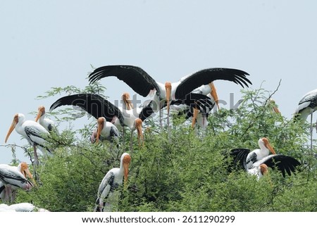 painted stork  rest on tree
