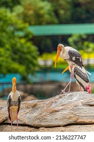 Painted Stork Sitting Near Lake