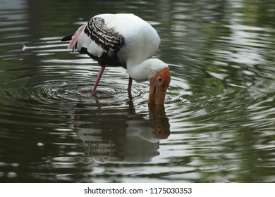 93 Stork Disease Images, Stock Photos & Vectors | Shutterstock