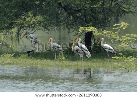 painted storks rest in pond side