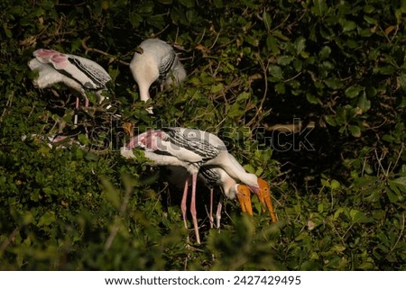 Painted storks taking care of their eggs and nesting behaviour at Vedanthangal sanctuary Mycteria leucocephala