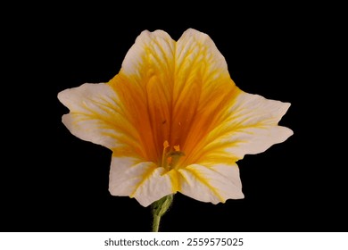 Painted Tongue (Salpiglossis sinuata). Flower Closeup