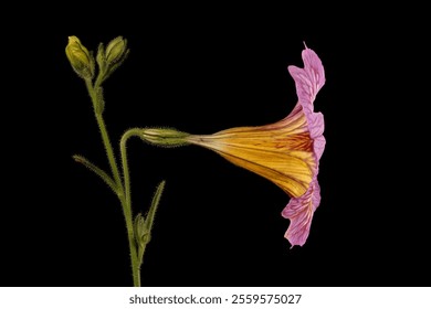 Painted Tongue (Salpiglossis sinuata). Inflorescence Closeup