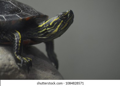 A Painted Turtle 