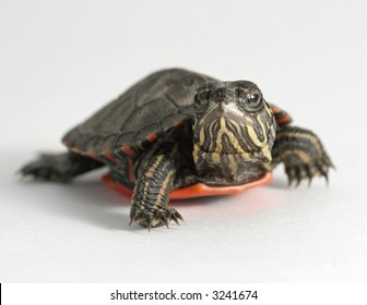 Painted Turtle