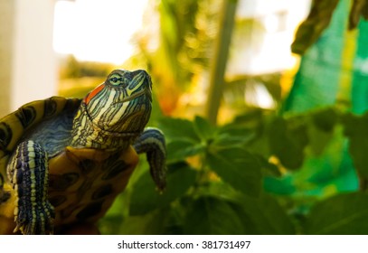 painted turtle