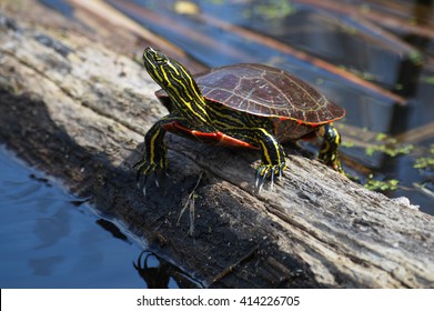 Painted Turtle