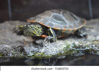 Painted Turtle