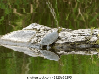 A Painted turtle basking on a log at Blue Hole WMA