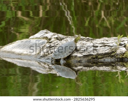 A Painted turtle basking on a log at Blue Hole WMA