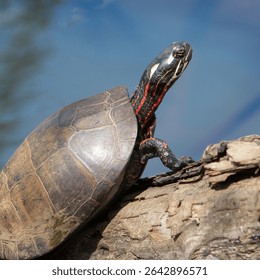A Painted Turtle basking in the sun.