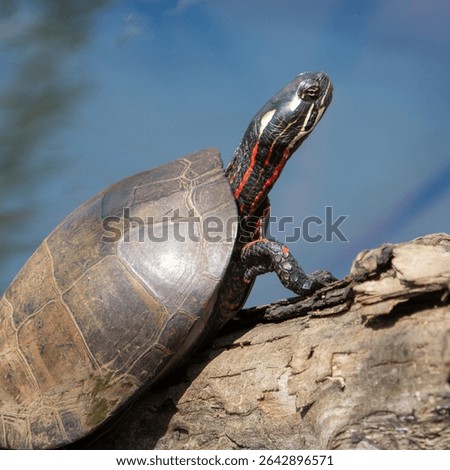 A Painted Turtle basking in the sun.
