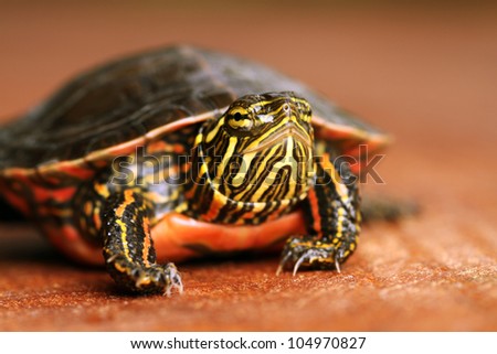 Painted Turtle, Chrysemys picta