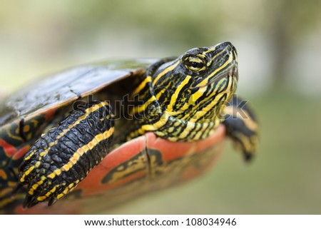 painted turtle (Chrysemys picta)