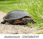 Painted Turtle (Chrysemys picta) North American Aquatic Reptile 