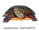 Painted turtle, Chrysemys picta, a wide-ranging aquatic turtle from North America, on white background.