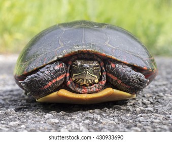 Painted Turtle Closeup