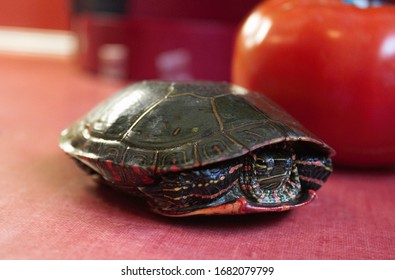 Painted Turtle Closeup in Shell