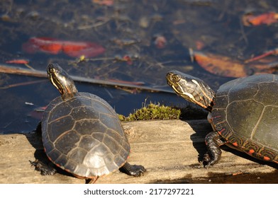 Painted Turtle Couple Resting On A Log With Lily Water Pads Background In Their Environment And Habitat Surrounding, Displaying Shell, Head, Paws, Tail.