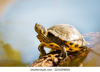 A painted turtle gets some sun on a log on a lake