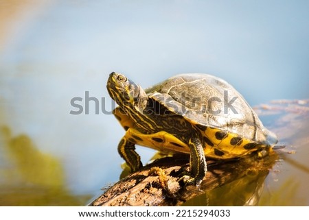 A painted turtle gets some sun on a log on a lake