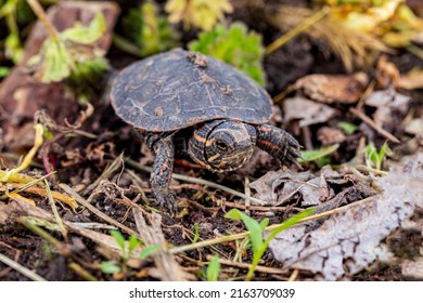 Painted turtle hatchling crawling along shoreline of pond. Wildlife conservation, habitat loss and preservation concept.
