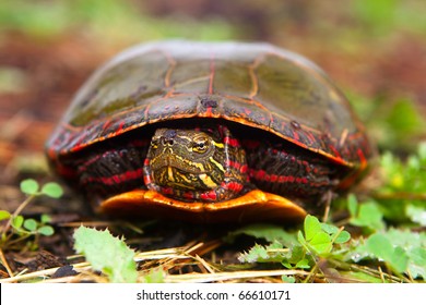 Painted Turtle Hiding In Shell Becomes Curious And Peeks Head Out.