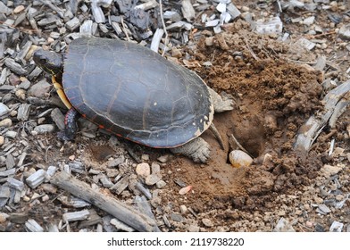 1 550 Turtle Laying Eggs Images Stock Photos Vectors Shutterstock   Painted Turtle Laying Eggs Nest 260nw 2119738220 