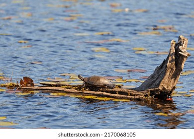 Painted Turtle On A Log In The Pond With Water Lily Pads, Displaying Its Turtle Shell, Head, Paws In Its Environment And Habitat. Turtle Image. Picture. Portrait.